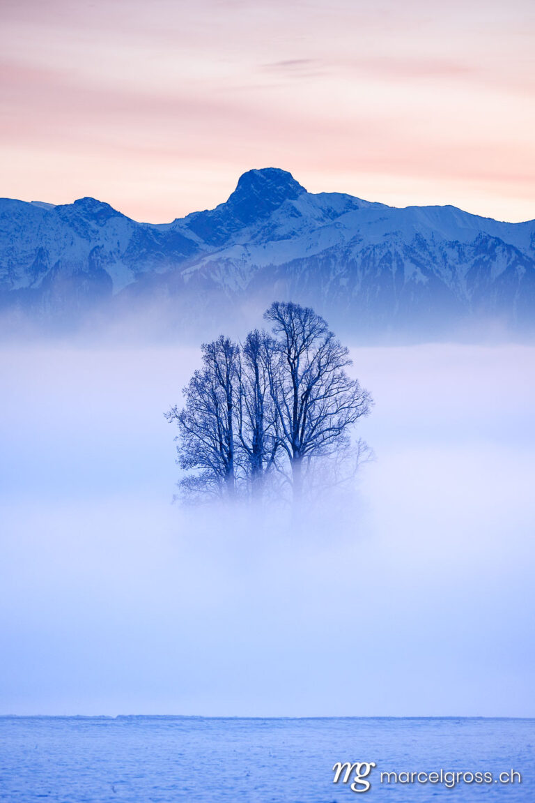 Emmental pictures. tilia tree standing in mist during blue hour in winter on Ballenbühl in Emmental. Marcel Gross Photography