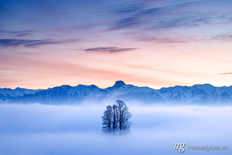 Emmental pictures. tilia tree standing in mist during blue hour in winter on Ballenbühl in Emmental. Marcel Gross Photography