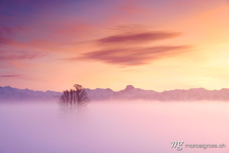 Emmental pictures. tilia tree standing in mist with Stockhorn ridge in the background during a colorful sunset. Marcel Gross Photography