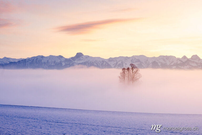 Winter picture Switzerland. three standing out of a sea of fog in Emmental with Stockhorn ridge in the distance. Marcel Gross Photography