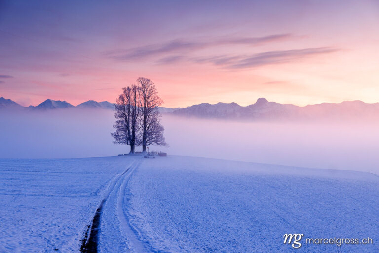 Winter picture Switzerland. misty conditions with a tilia tree during a colorful sunset on Ballenbühl in Emmental. Marcel Gross Photography