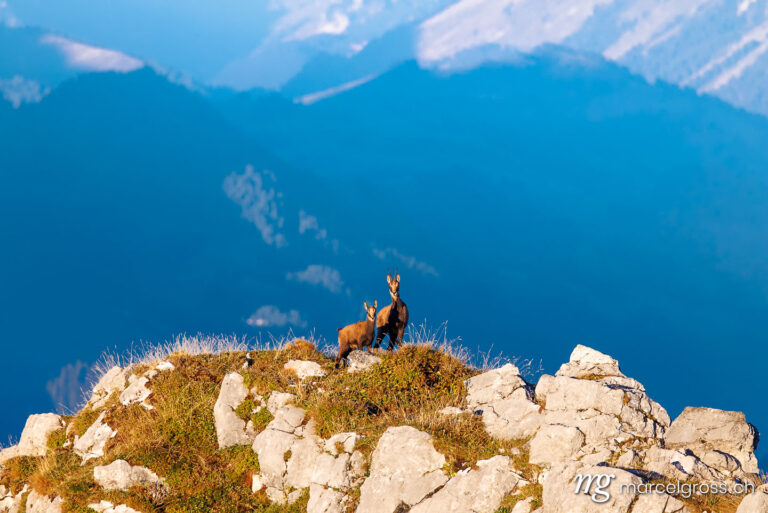 . chamois mother with fawn (Rupicapra rupicapra) on a peak in Naturpark Diemtigtal in Berner Oberland. Marcel Gross Photography