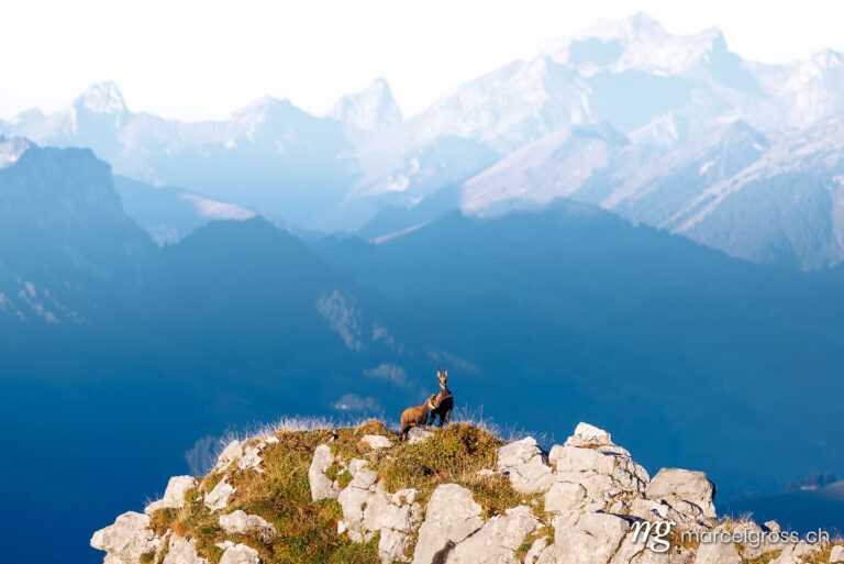 . chamois mother with fawn (Rupicapra rupicapra) on a peak in Naturpark Diemtigtal in Berner Oberland. Marcel Gross Photography