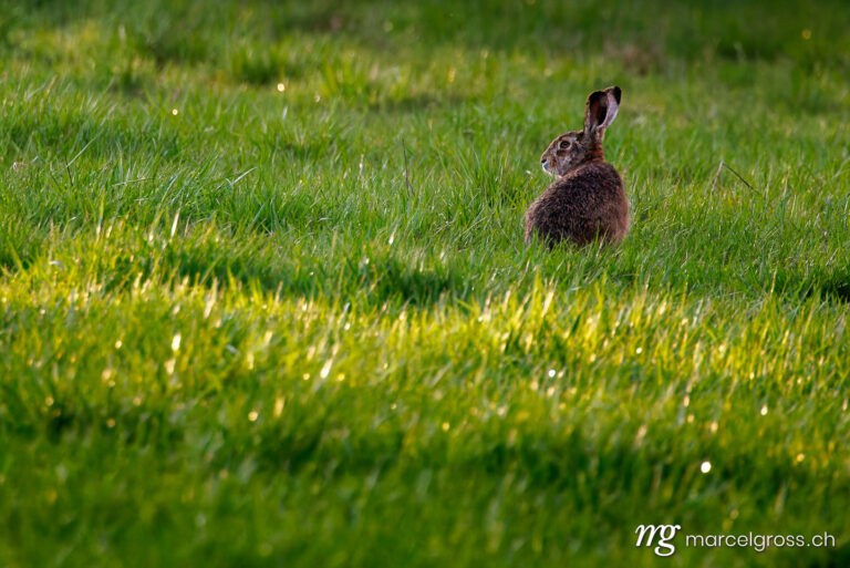 Schweizer Wildtiere. . Marcel Gross Photography