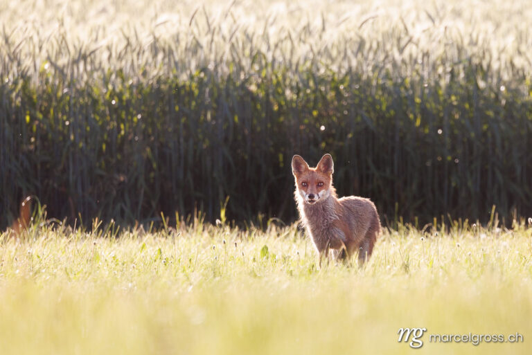 Schweizer Wildtiere. Rotfuchs im Aaretal. Marcel Gross Photography