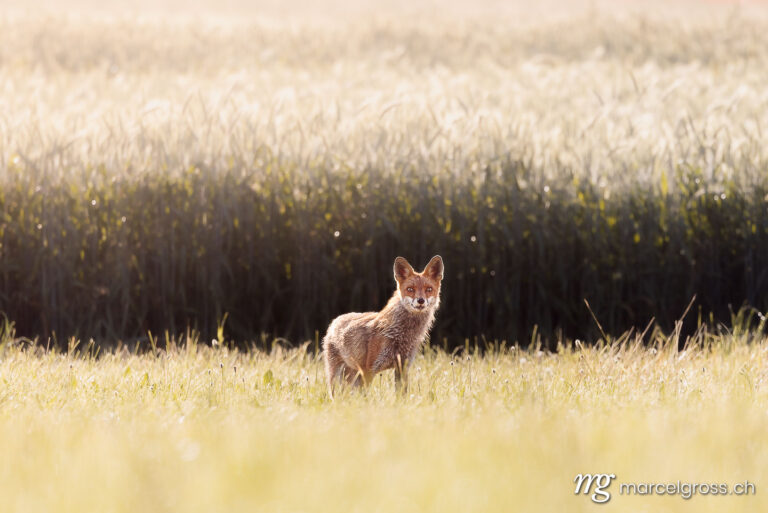 Schweizer Wildtiere. Rotfuchs im Aaretal. Marcel Gross Photography