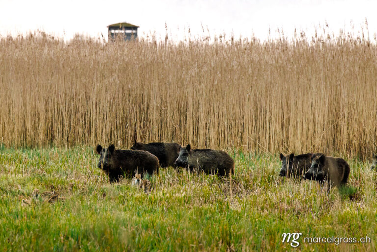 Schweizer Wildtiere. . Marcel Gross Photography