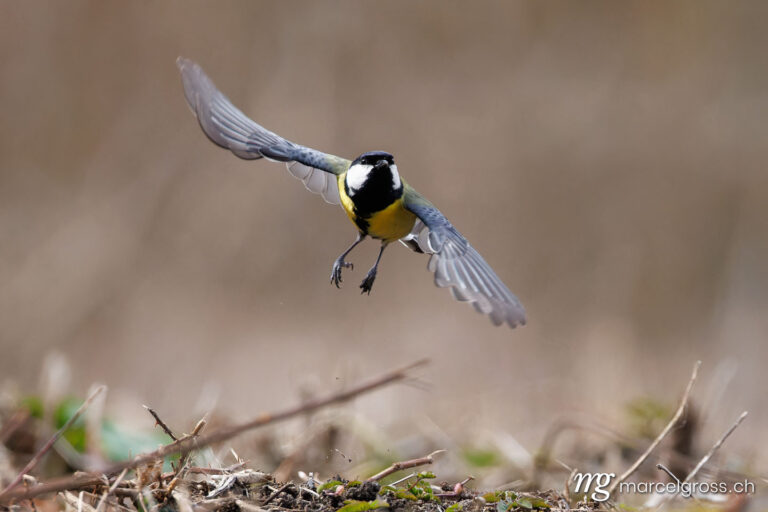 swiss bird pictures. . Marcel Gross Photography