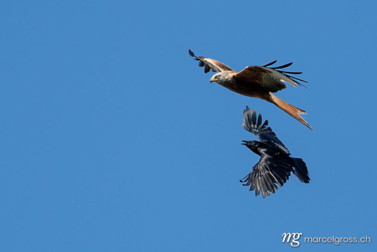 swiss bird pictures. . Marcel Gross Photography