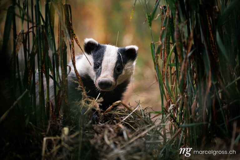 Dachs Bilder. . Marcel Gross Photography