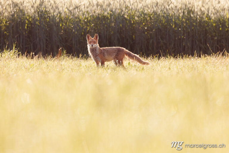 Fuchs Bilder. . Marcel Gross Photography