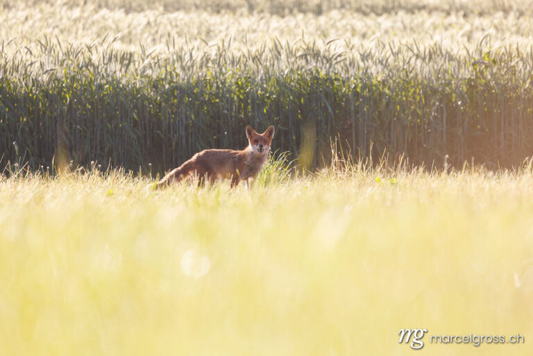 Fuchs Bilder. . Marcel Gross Photography