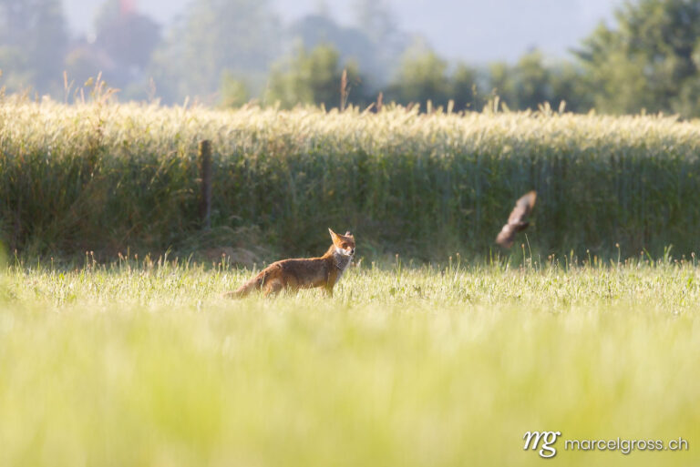 Fuchs Bilder. . Marcel Gross Photography