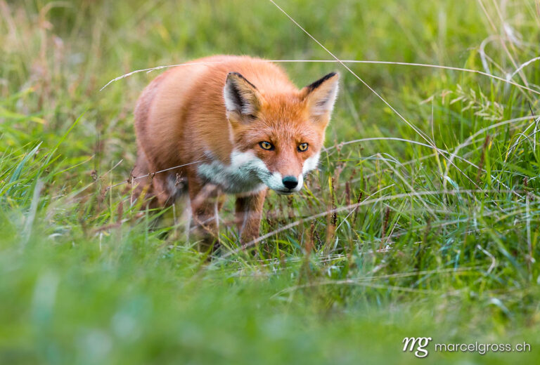 . Red fox on the hunt in Shiretoko National Park, Hokkaido. Marcel Gross Photography