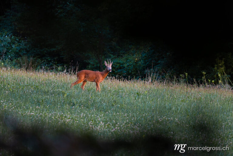 Reh Bilder. . Marcel Gross Photography