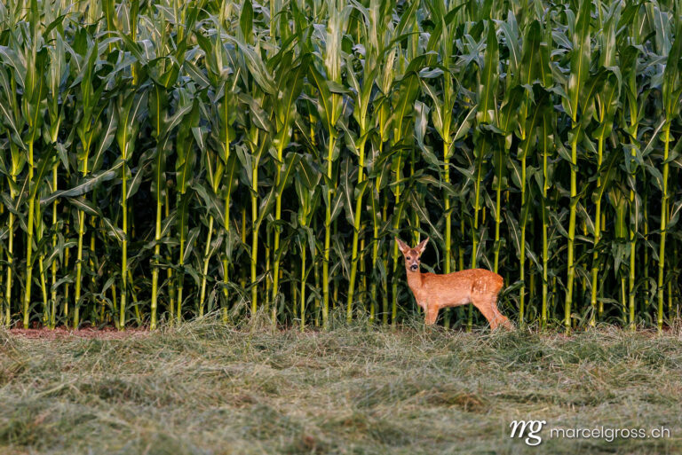 Reh Bilder. . Marcel Gross Photography