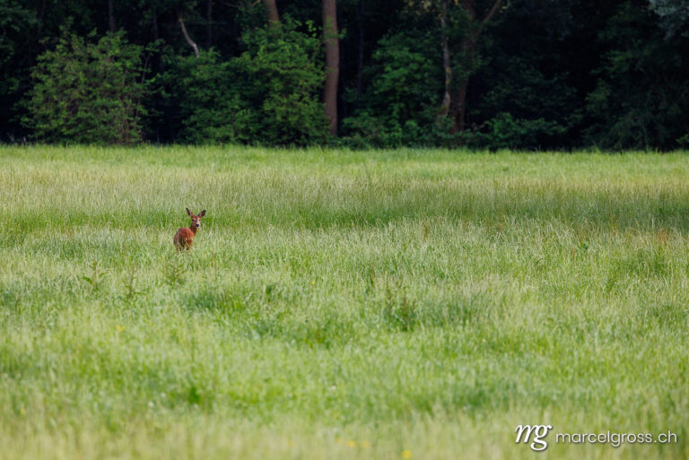 Reh Bilder. (Capreolus capreolus) in a summer meadow in Reussdelta, Uri. Marcel Gross Photography