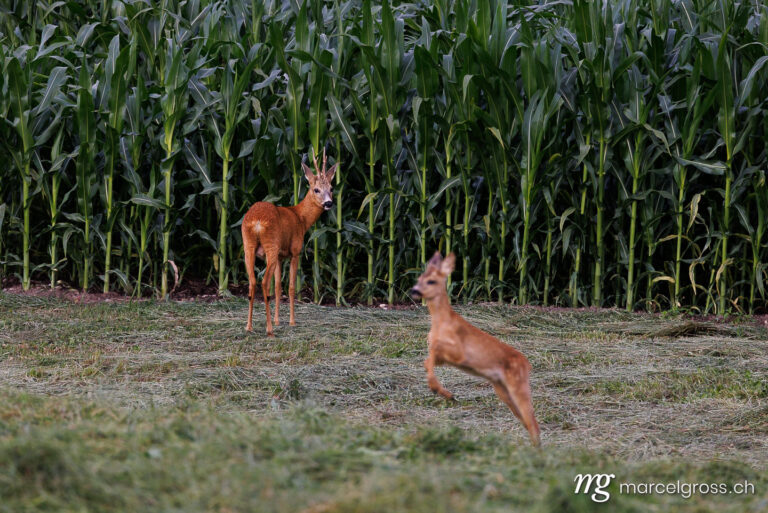 Reh Bilder. . Marcel Gross Photography