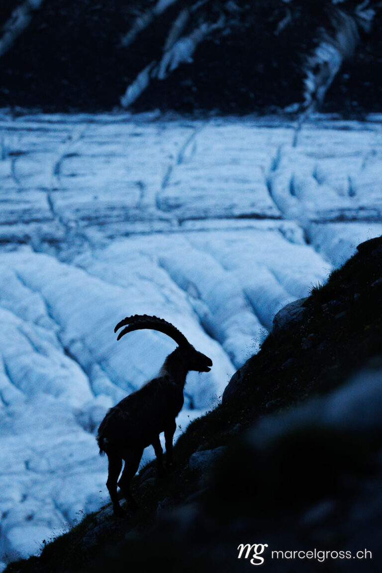 Capricorn pictures. Silhouette of an alpine ibex standing in front of a Swiss glacier during blue hour. Marcel Gross Photography