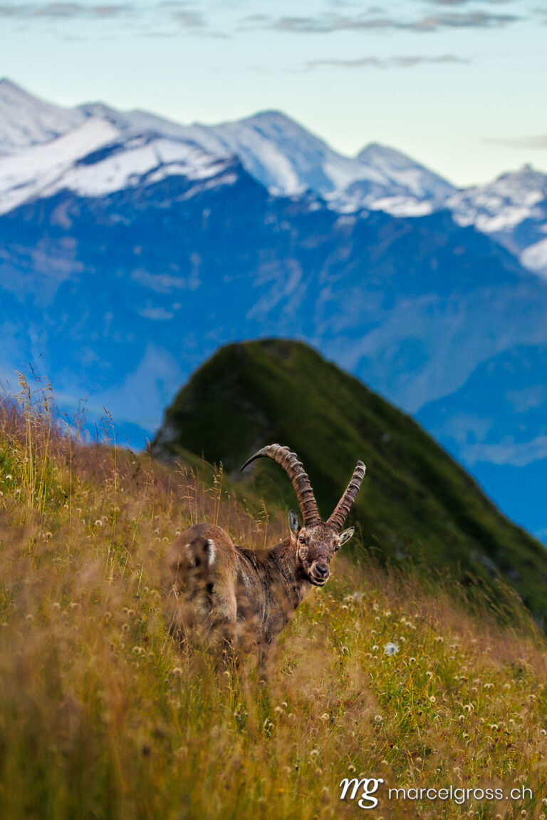 Steinbock pictures. Steinbock on Hardergrat in the Bernese Alps. Marcel Gross Photography