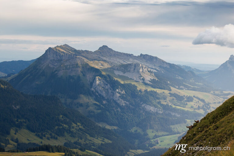 Capricorn pictures. Herd of alpine ibex in the Emmental Alps. Marcel Gross Photography