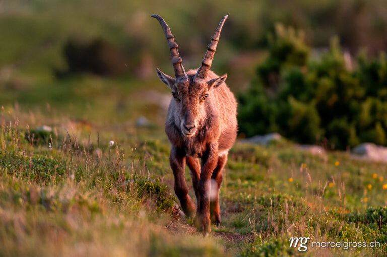 Capricorn pictures. Young ibex in evening mood in an alpine meadow in the Bernese Oberland. Marcel Gross Photography