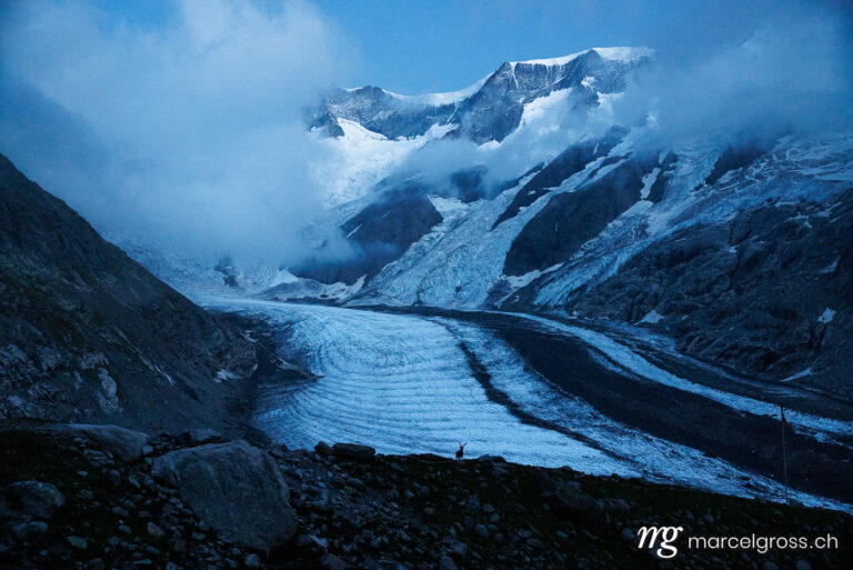 Steinbock Bilder. silhouette of an alpine ibex standing in front of a swiss glacier during blue hour. Marcel Gross Photography