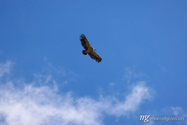 swiss bird pictures. Griffon vulture (Gyps fulvus) flying by near Lukmanier Pass. Marcel Gross Photography