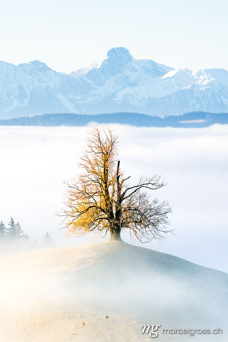 Emmental pictures. Tree in front of Stockhorn. Marcel Gross Photography