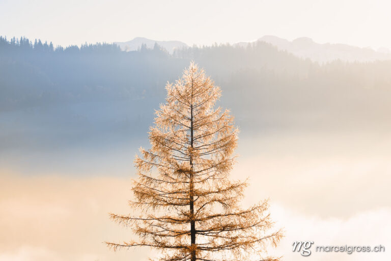 Autumn picture Switzerland. Wafts of fog in autumn in the Emmental. Marcel Gross Photography