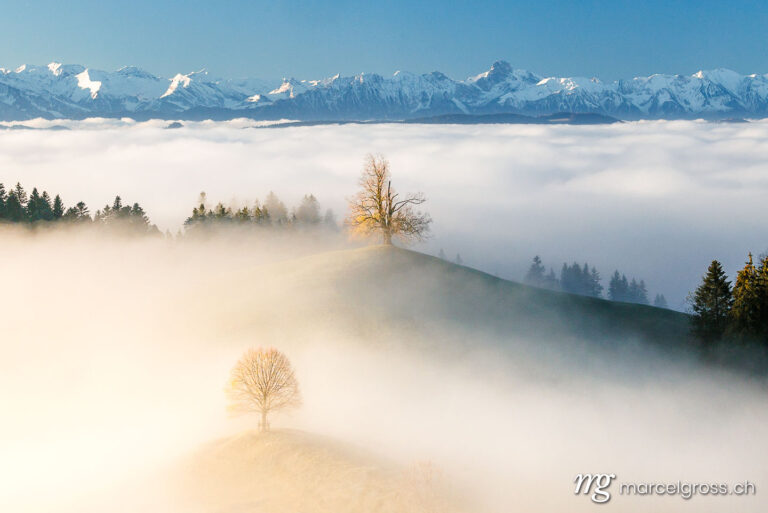 Autumn picture Switzerland. Emmental hills with trees and the Bernese Alps. Marcel Gross Photography