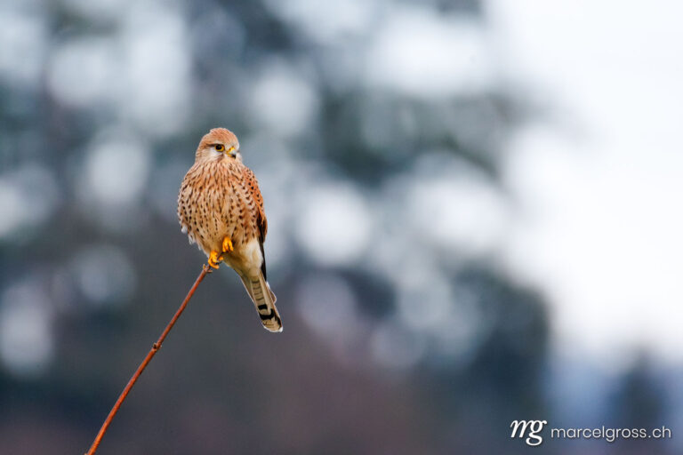 . Kestrel (Falco tinnunculus) on branch. Marcel Gross Photography