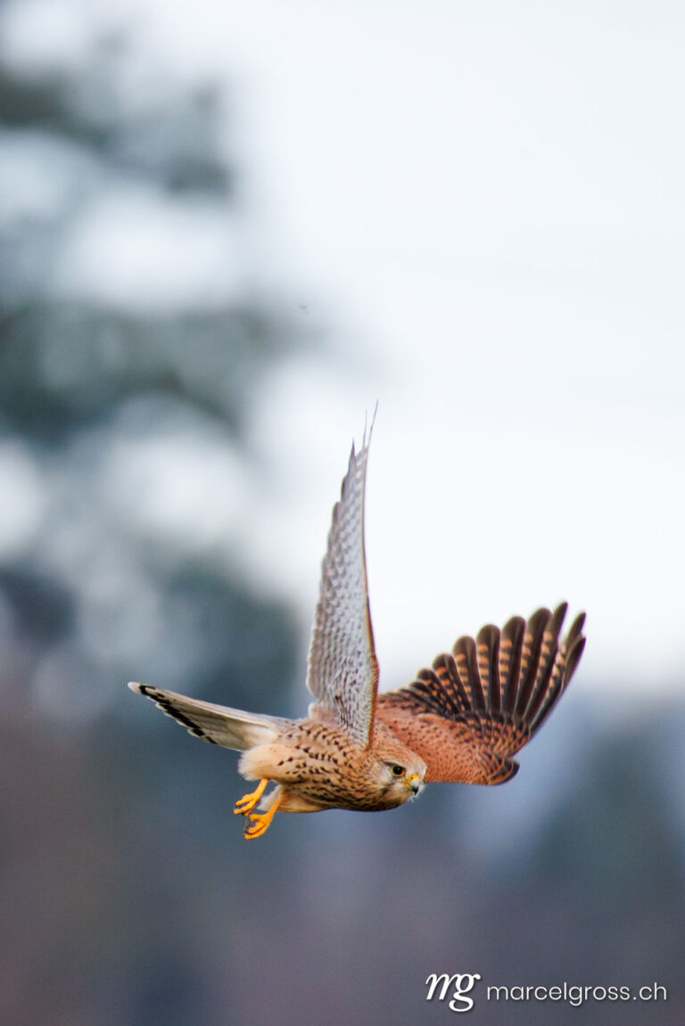 . Kestrel (Falco tinnunculus) in flight. Marcel Gross Photography