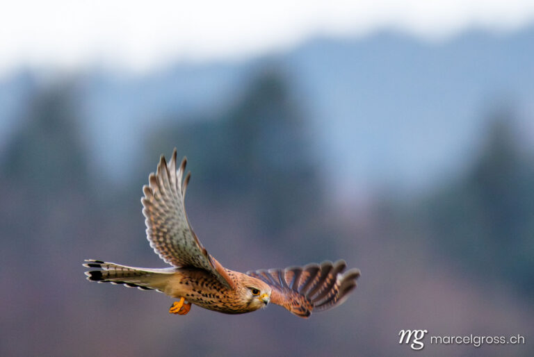 . Kestrel (Falco tinnunculus) in flight. Marcel Gross Photography