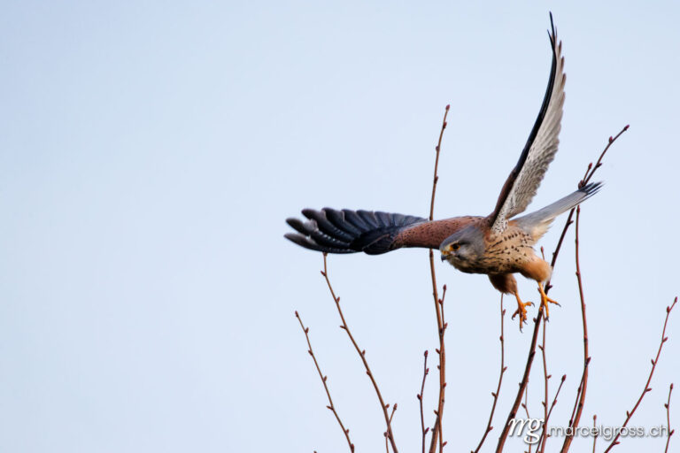 . Kestrel (Falco tinnunculus) taking off. Marcel Gross Photography