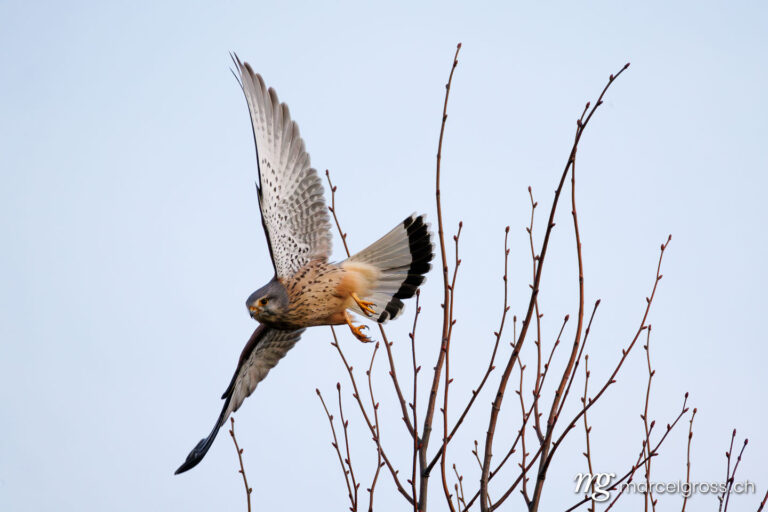 . Kestrel (Falco tinnunculus) taking off. Marcel Gross Photography