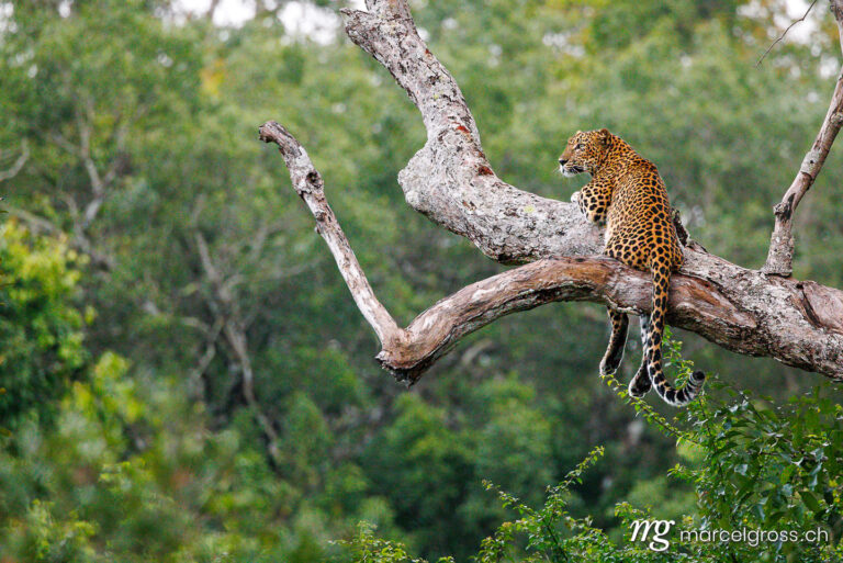 Leopard pictures. Female Sri Lankan Leopard in Wilpattu National Park. Marcel Gross Photography