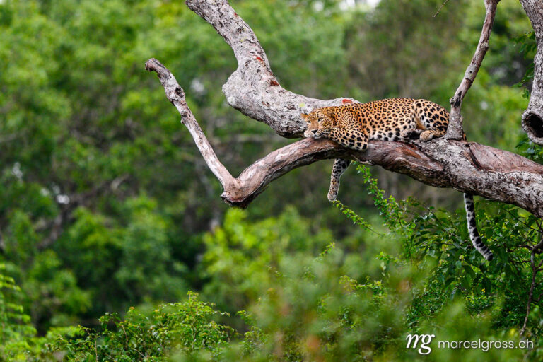 Leopard pictures. . Marcel Gross Photography