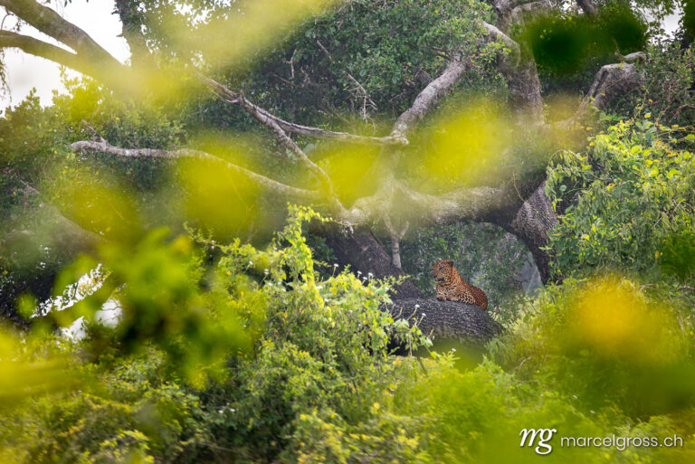 Leopard pictures. Male Sri Lankan leopard in Yala National Park. Marcel Gross Photography