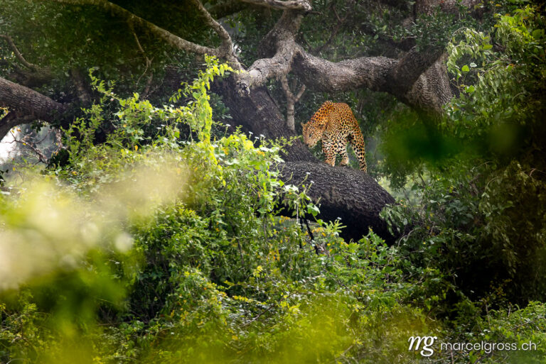 Leopard pictures. Male Sri Lankan leopard in Yala National Park. Marcel Gross Photography