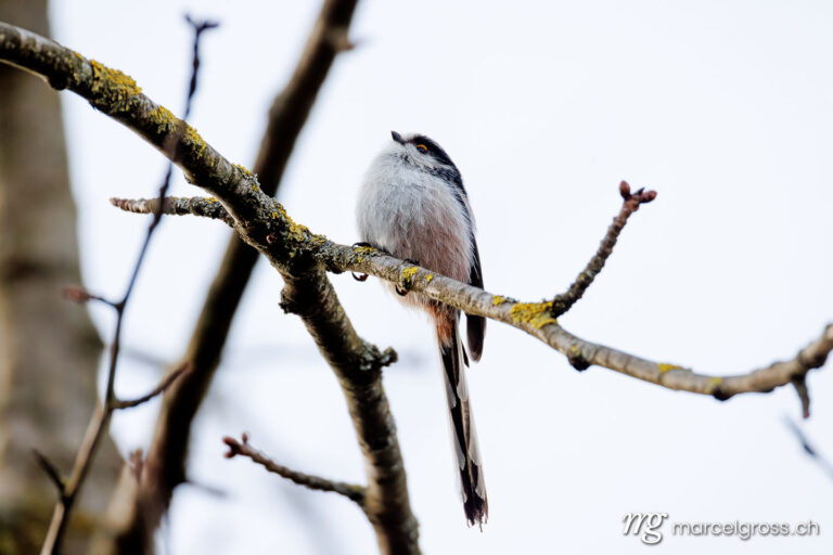 . Long-tailed tit (Aegithalos caudatus) on branch. Marcel Gross Photography