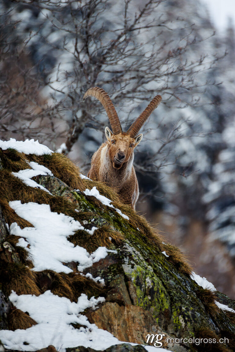 . . Marcel Gross Photography