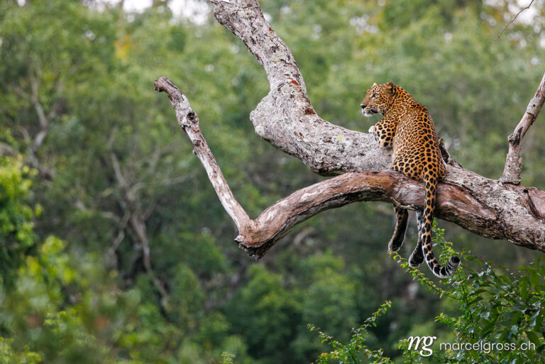 Leopard pictures. . Marcel Gross Photography