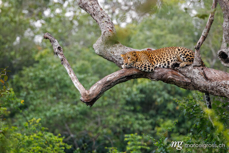 Sri Lanka pictures. . Marcel Gross Photography