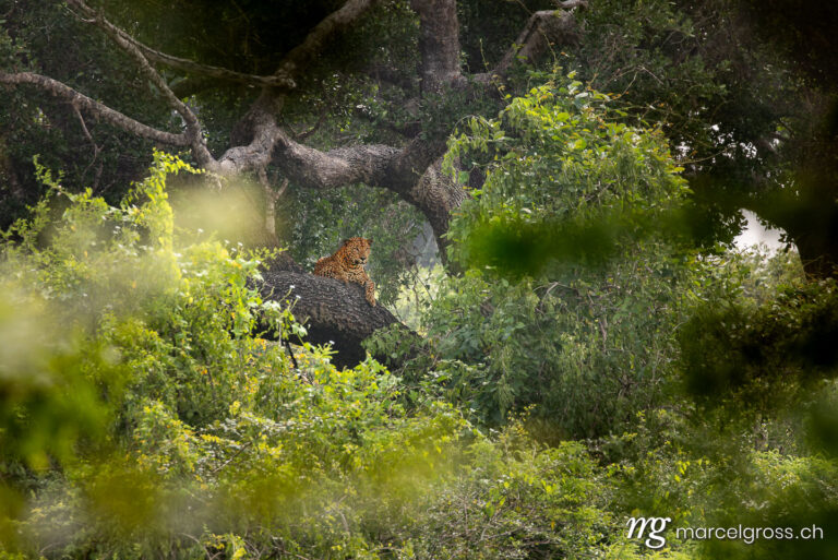 Leopard pictures. Male Sri Lankan leopard in Yala National Park. Marcel Gross Photography