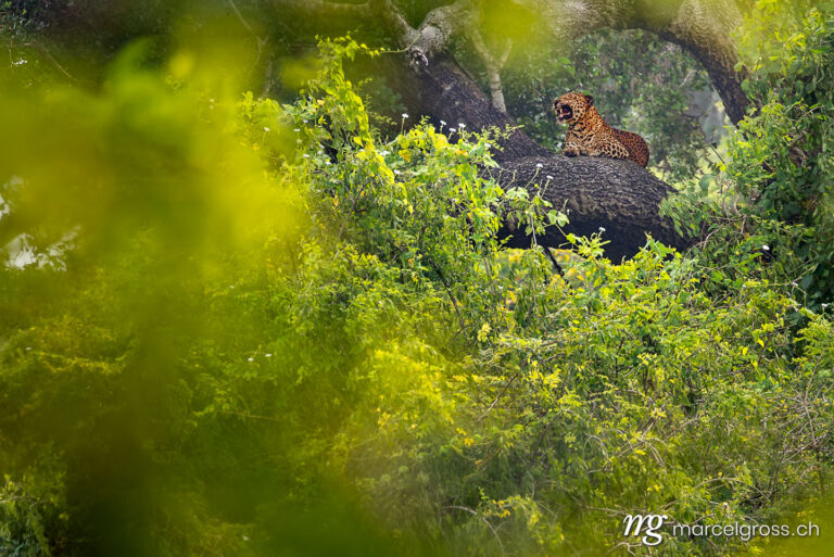 Leopard pictures. Male Sri Lankan leopard in Yala National Park. Marcel Gross Photography