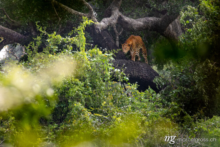 Leopard pictures. Male Sri Lankan leopard in Yala National Park. Marcel Gross Photography