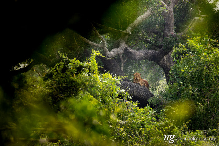 Leopard pictures. Male Sri Lankan leopard in Yala National Park. Marcel Gross Photography