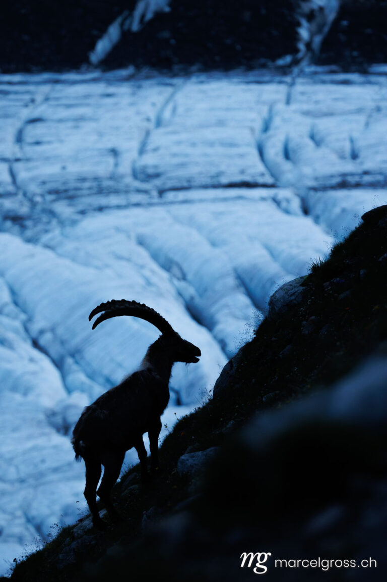 Capricorn pictures. Silhouette of an alpine ibex standing in front of a Swiss glacier during blue hour. Marcel Gross Photography