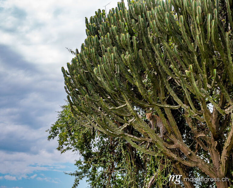 Uganda pictures. Leopard on a Euphorbia tree in Queen Elizabeth National Park, Uganda. Marcel Gross Photography